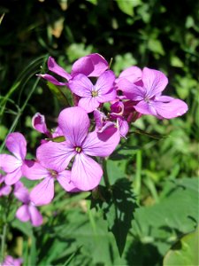 Einjähriges Silberblatt (Lunaria annua) in Saarbrücken