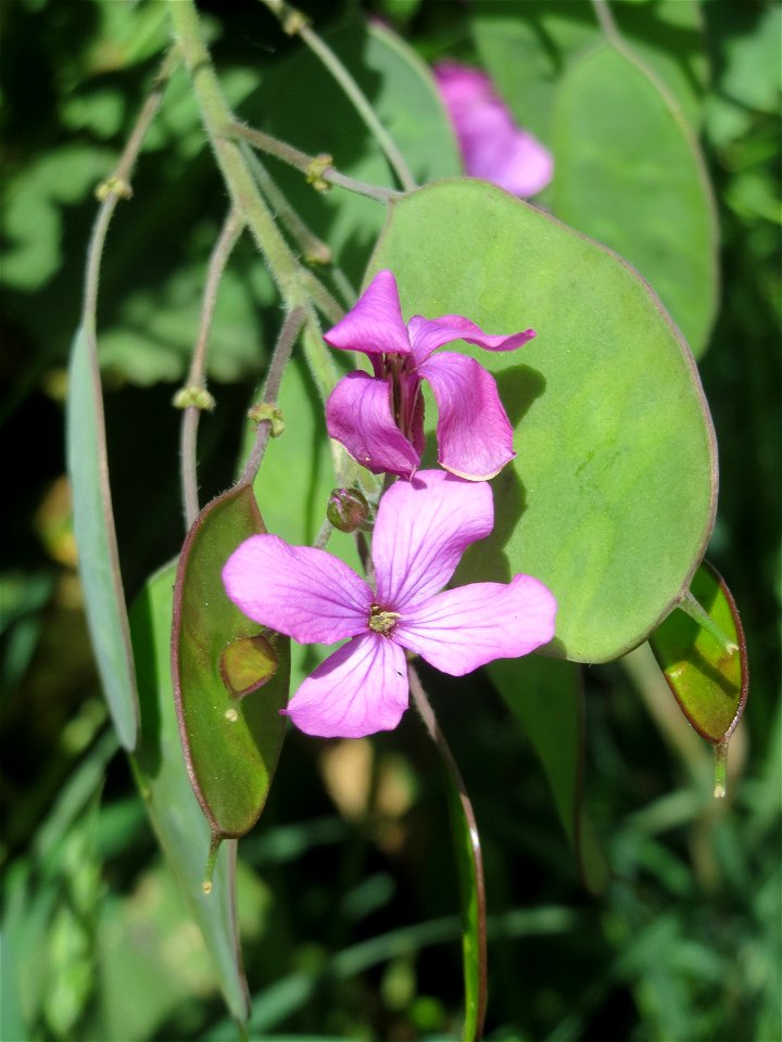 Einjähriges Silberblatt (Lunaria annua) in Saarbrücken