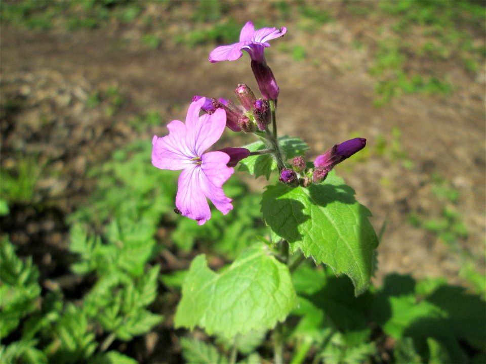 Einjähriges Silberblatt (Lunaria annua) im Landschaftsschutzgebiet „Drahtzugweiher und das Habsterwiesental“ in Alt-Saarbrücken