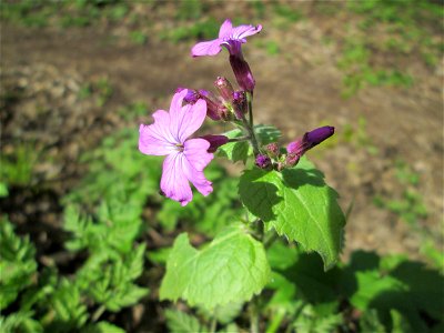 Einjähriges Silberblatt (Lunaria annua) im Landschaftsschutzgebiet „Drahtzugweiher und das Habsterwiesental“ in Alt-Saarbrücken