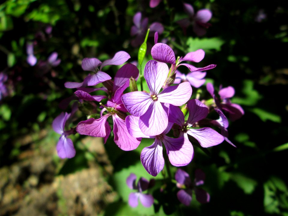 Einjähriges Silberblatt (Lunaria annua) - invasiv in der Schwetzinger Hardt