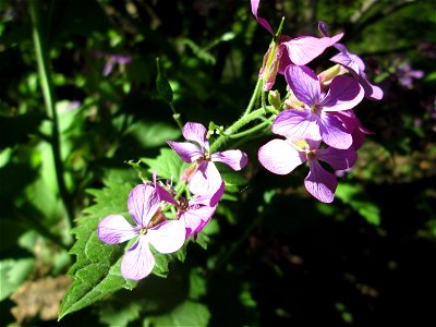 Einjähriges Silberblatt (Lunaria annua) - invasiv in der Schwetzinger Hardt
