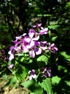 Einjähriges Silberblatt (Lunaria annua) - invasiv in der Schwetzinger Hardt - ursprünglich submediterran-präalpin und in Südosteuropa verbreitet