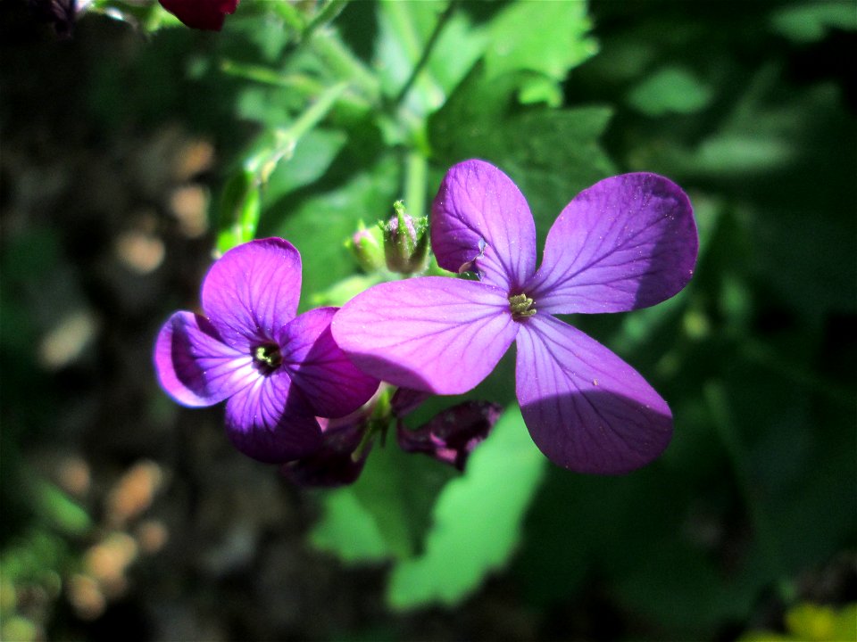 Einjähriges Silberblatt (Lunaria annua) - invasiv in der Schwetzinger Hardt