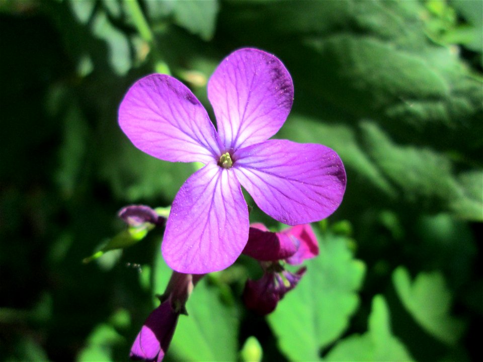 Einjähriges Silberblatt (Lunaria annua) - invasiv in der Schwetzinger Hardt