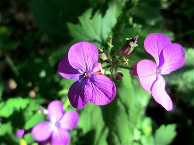 Einjähriges Silberblatt (Lunaria annua) - invasiv in der Schwetzinger Hardt