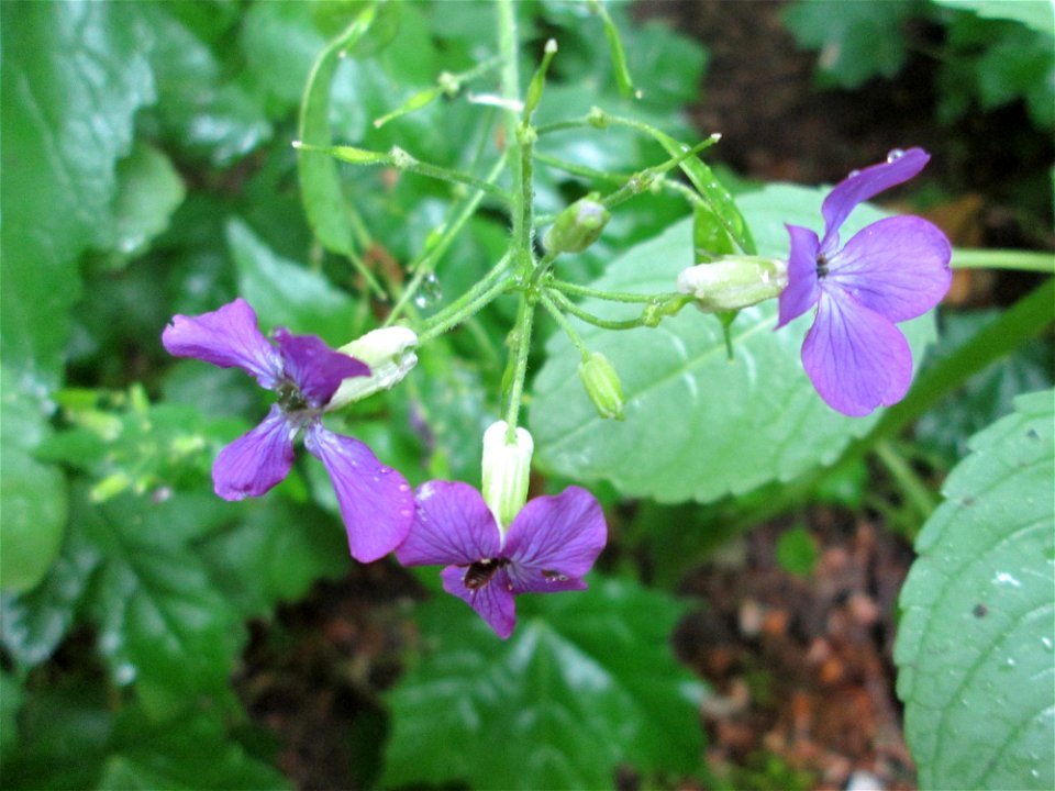 Einjähriges Silberblatt (Lunaria annua) am Kaninchenberg (Landschaftsschutzgebiet) in Saarbrücken