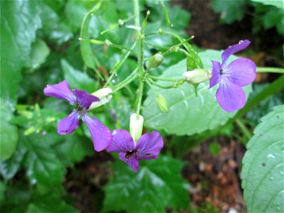 Einjähriges Silberblatt (Lunaria annua) am Kaninchenberg (Landschaftsschutzgebiet) in Saarbrücken