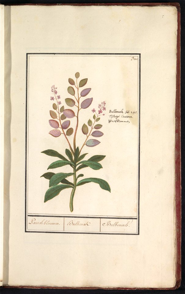 IdentificatieTitel(s): Judaspenning (Lunaria annua)Paesch bloemen. / Bulbonak. / Bulbonach. (titel op object)Objecttype: tekening Objectnummer: RP-T-BR-2017-1-11-5Omschrijving: Judaspenning. Genummerd