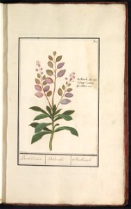 IdentificatieTitel(s): Judaspenning (Lunaria annua)Paesch bloemen. / Bulbonak. / Bulbonach. (titel op object)Objecttype: tekening Objectnummer: RP-T-BR-2017-1-11-5Omschrijving: Judaspenning. Genummerd