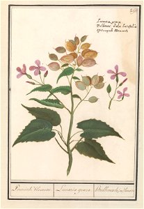 IdentificatieTitel(s): Judaspenning (Lunaria annua)Pennink bloemen. / Lunaria graeca. / Bulbonach, (ou) lunaire (titel op object)Objecttype: tekening Objectnummer: RP-T-BR-2017-1-10-99Omschrijving: Ju