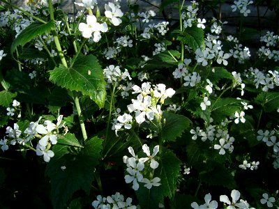 Rara especie de Lunaria annua de color blanco, también se conoce como Flor de la Plata o Moneda del Papa.