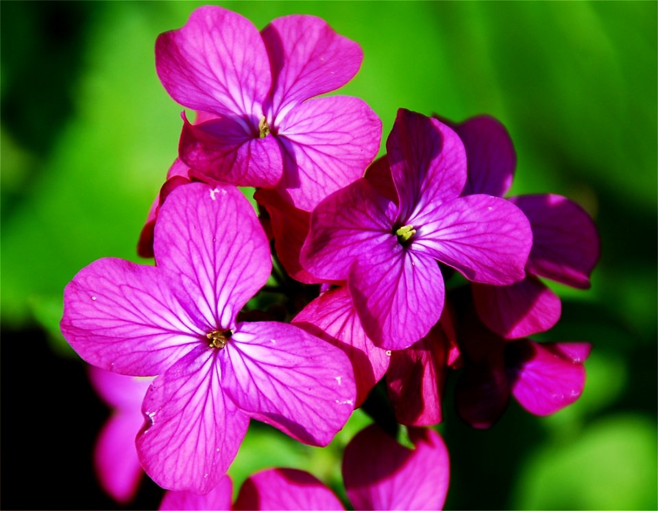Detail of Lunaria annua (Honesty) flower