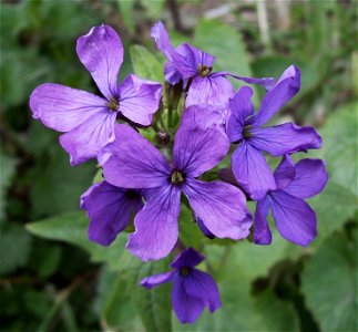 Lunaria annua flowers, Castelltallat, Catalonia