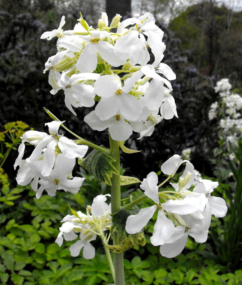 Lunaria annua cv. 'Alba Variegata' at the UC Berkeley Botanical Garden, California, USA. Identified by sign.