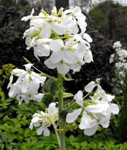 Lunaria annua cv. 'Alba Variegata' at the UC Berkeley Botanical Garden, California, USA. Identified by sign.
