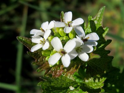 Knoblauchsrauke (Alliaria petiolata) in Waghäusel