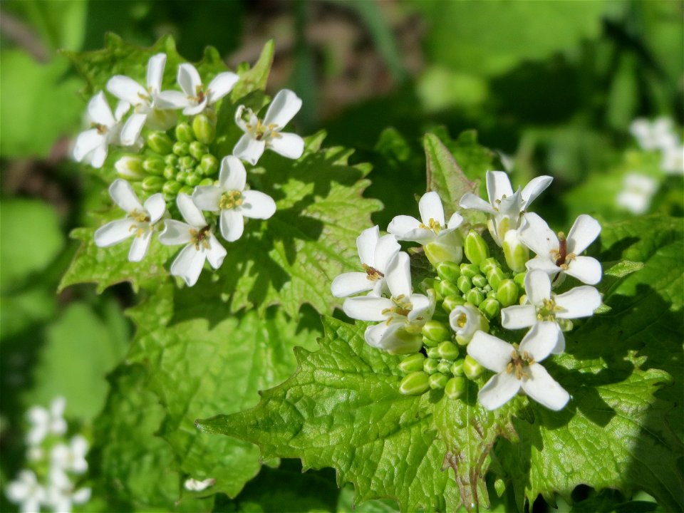 Knoblauchsrauke (Alliaria petiolata) im Hockenheimer Rheinbogen