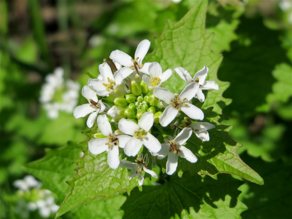Knoblauchsrauke (Alliaria petiolata) im Hockenheimer Rheinbogen