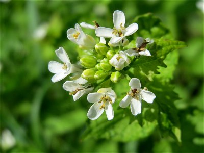 Knoblauchsrauke (Alliaria petiolata) im Hockenheimer Rheinbogen