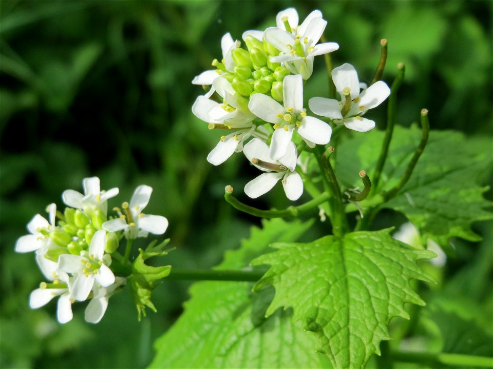 Knoblauchsrauke (Alliaria petiolata) im Bürgerpark Saarbrücken