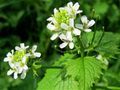 Knoblauchsrauke (Alliaria petiolata) im Bürgerpark Saarbrücken photo