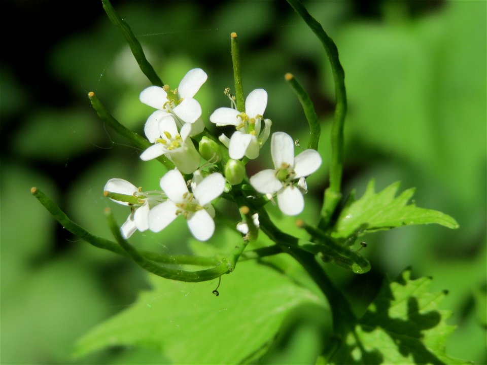 Knoblauchsrauke (Alliaria petiolata) im Naturschutzgebiet Wagbachniederung