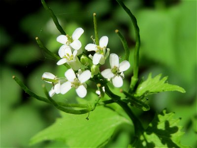 Knoblauchsrauke (Alliaria petiolata) im Naturschutzgebiet Wagbachniederung