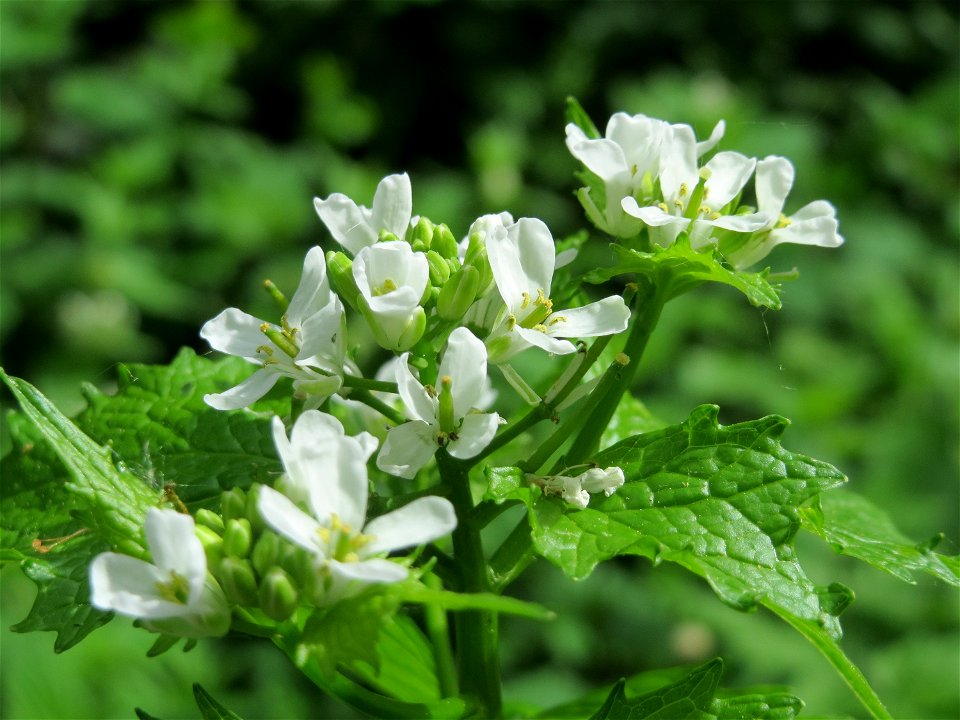 Knoblauchsrauke (Alliaria petiolata) im Naturschutzgebiet "St. Arnualer Wiesen"