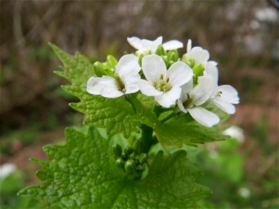Knoblauchsrauke (Alliaria petiolata) am Neckarufer in Heidelberg-Neuenheim