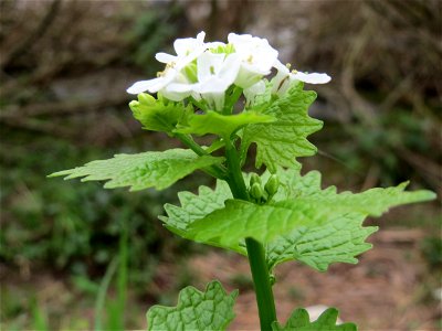 Knoblauchsrauke (Alliaria petiolata) am Neckarufer in Heidelberg-Neuenheim