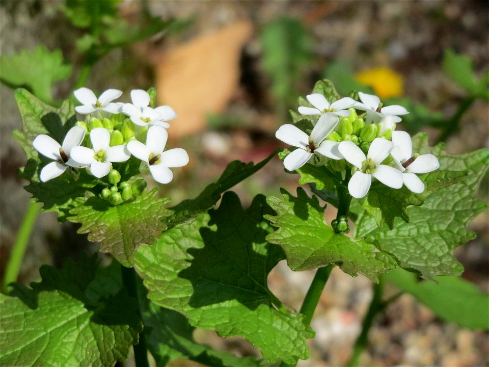 Knoblauchsrauke (Alliaria petiolata) im Neuenheimer Feld in Heidelberg