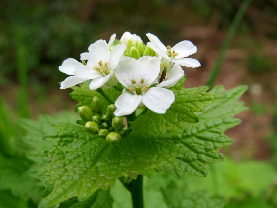 Knoblauchsrauke (Alliaria petiolata) am Neckarufer in Heidelberg-Neuenheim