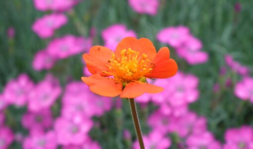 Maczek california nature closeup