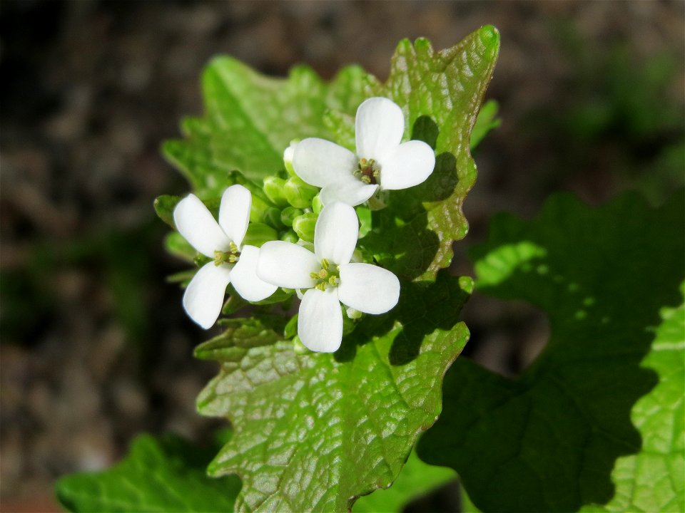 Knoblauchsrauke (Alliaria petiolata) im Neuenheimer Feld in Heidelberg