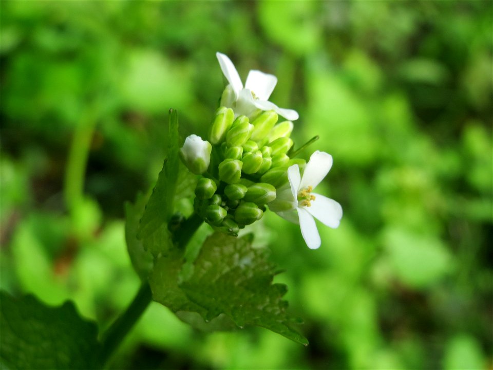 Knoblauchsrauke (Alliaria petiolata) im Schlossgarten Schwetzingen