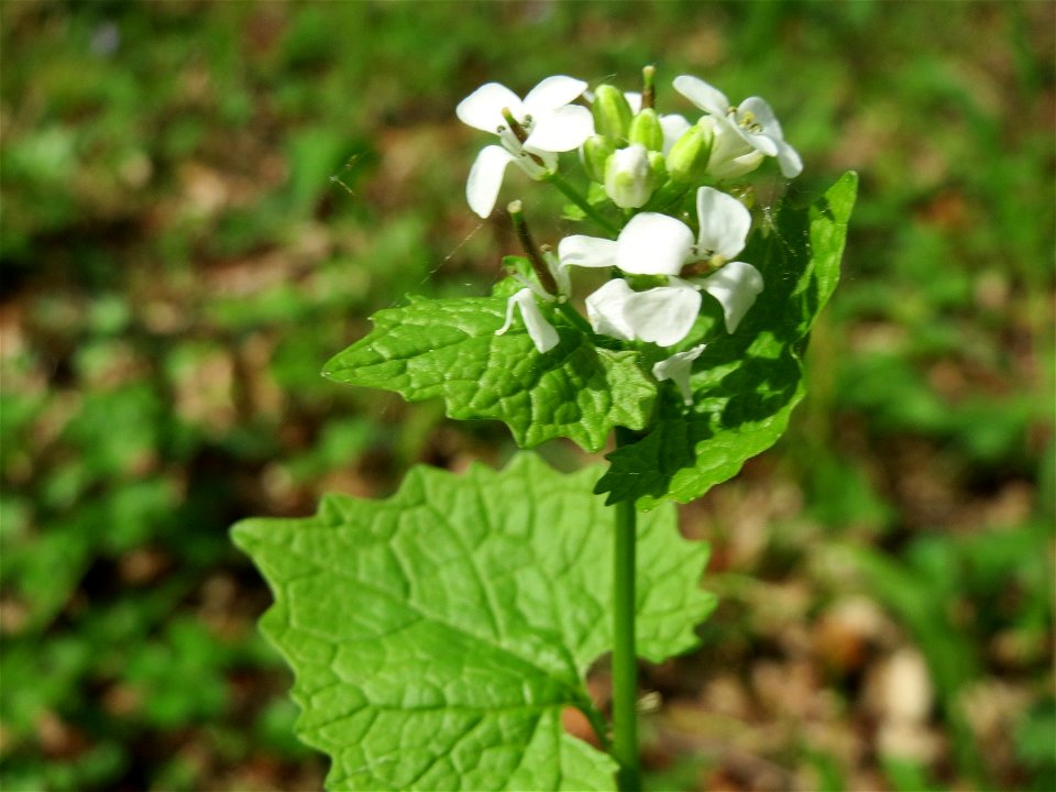 Knoblauchsrauke (Alliaria petiolata) im Unteren Saubusch (Bannwaldbereich) im Schwetzinger Hardt