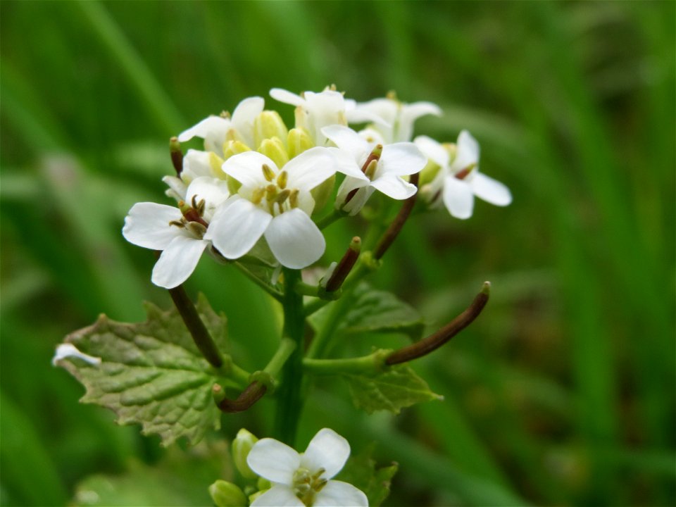 Knoblauchsrauke (Alliaria petiolata) am Hochwasserrückhaltebecken im Naturschutzgebiet Bachwiesen/Leopoldswiesen im Hockenheimer Rheinbogen