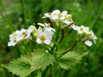 Knoblauchsrauke (Alliaria petiolata) am Hochwasserrückhaltebecken im Naturschutzgebiet Bachwiesen/Leopoldswiesen im Hockenheimer Rheinbogen