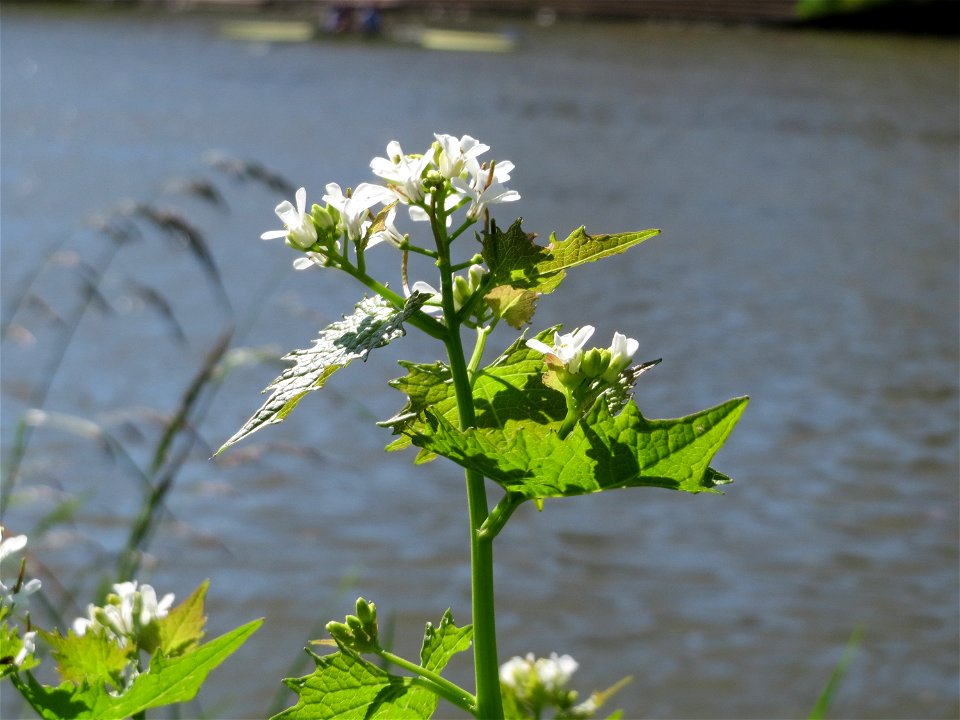 Knoblauchsrauke (Alliaria petiolata) am Staden in Saarbrücken