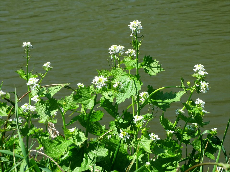 Knoblauchsrauke (Alliaria petiolata) am Staden in Saarbrücken