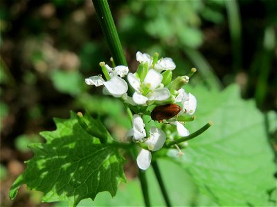 Knoblauchsrauke (Alliaria petiolata) im Naturschutzgebiet „Ketscher Rheininsel“