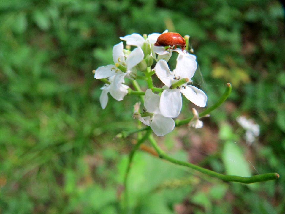 Knoblauchsrauke (Alliaria petiolata) im Naturschutzgebiet „Ketscher Rheininsel“