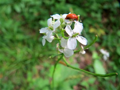 Knoblauchsrauke (Alliaria petiolata) im Naturschutzgebiet „Ketscher Rheininsel“