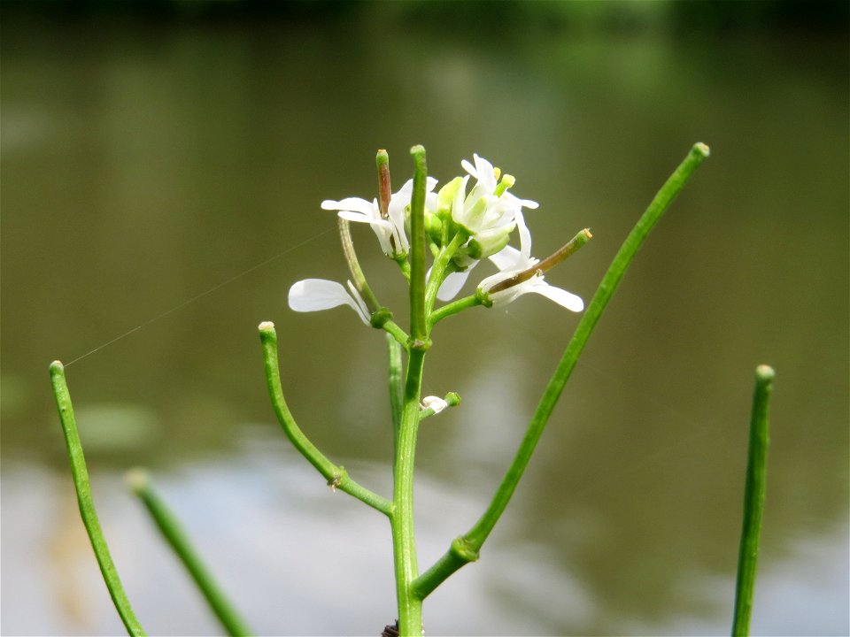 Knoblauchsrauke (Alliaria petiolata) an der Saar in Saarbrücken