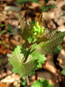 Knoblauchsrauke (Alliaria petiolata) in der Schwetzinger Hardt