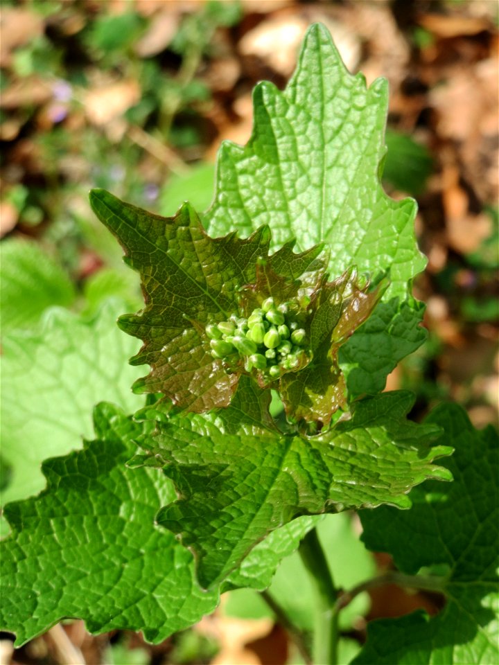 Knoblauchsrauke (Alliaria petiolata) in der Schwetzinger Hardt