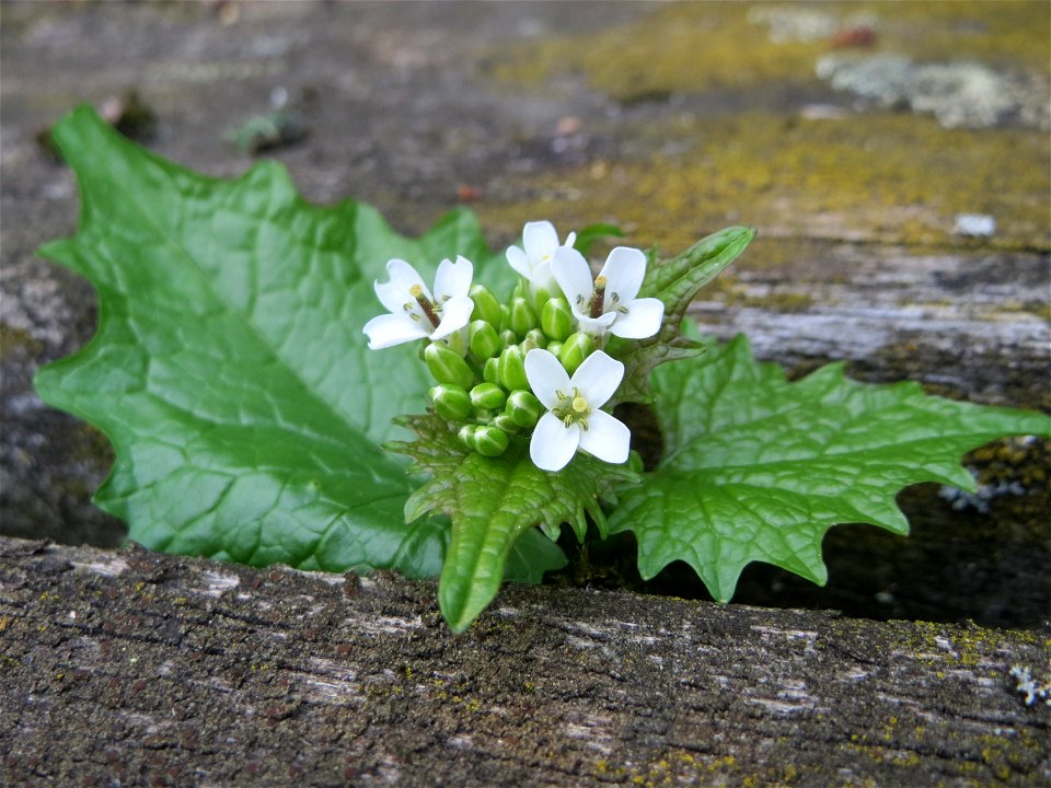 Knoblauchsrauke (Alliaria petiolata) auf einem Grünstreifen zwischen Eisenbahnstraße und Am Damm in Hockenheim