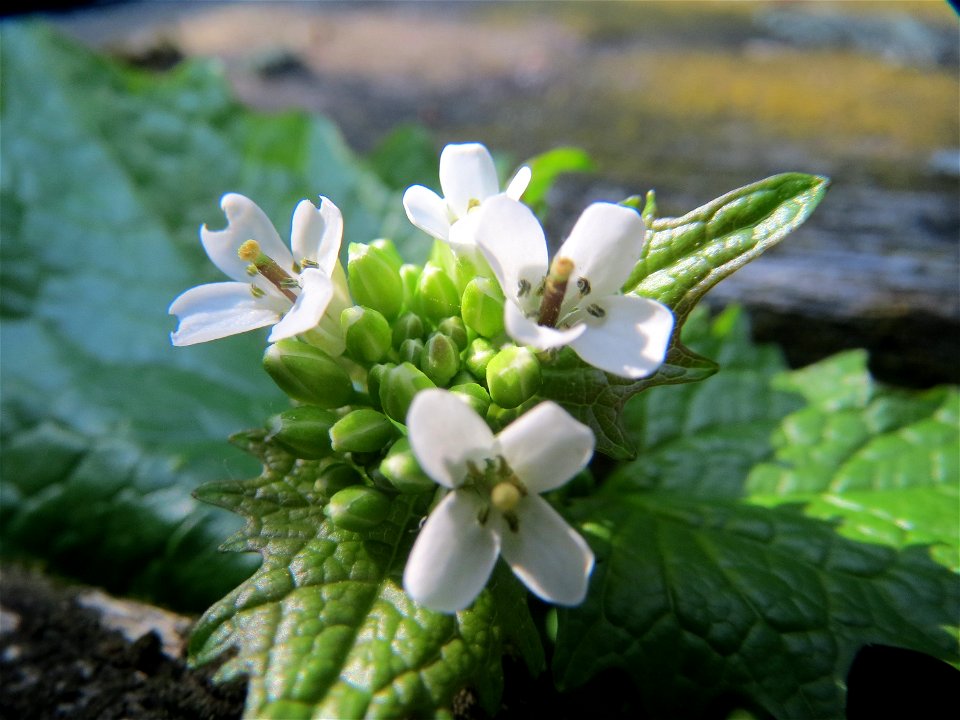 Knoblauchsrauke (Alliaria petiolata) auf einem Grünstreifen zwischen Eisenbahnstraße und Am Damm in Hockenheim