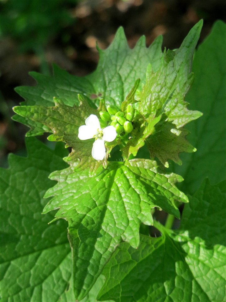 Knoblauchsrauke (Alliaria petiolata) auf einem Grünstreifen zwischen Eisenbahnstraße und Am Damm in Hockenheim